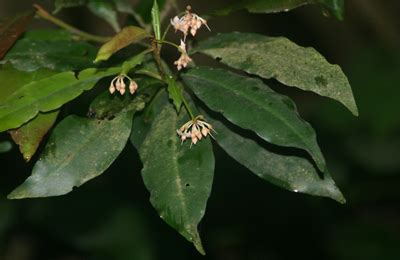 風水林|香港植物標本室